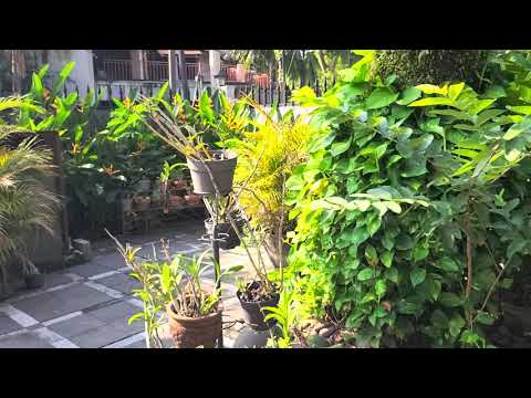 Hasil kamera Galaxy S20 FE Snapdragon 865