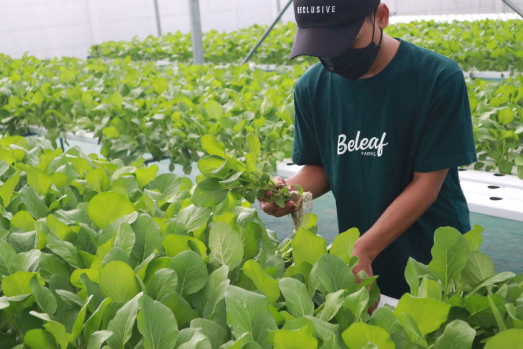 Begini Tren Belanja Online Produk Kebutuhan Harian Pangan 54 Beleaf Farms Pertanian